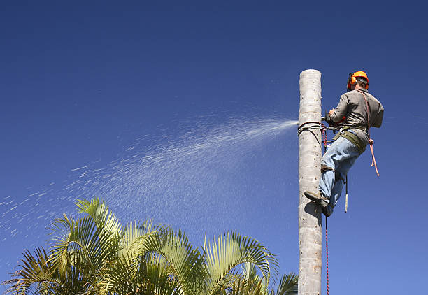 Best Tree Cabling and Bracing  in Bennington, NE