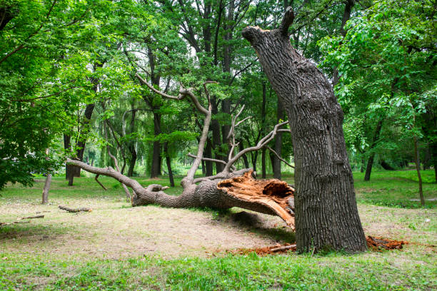 How Our Tree Care Process Works  in  Bennington, NE