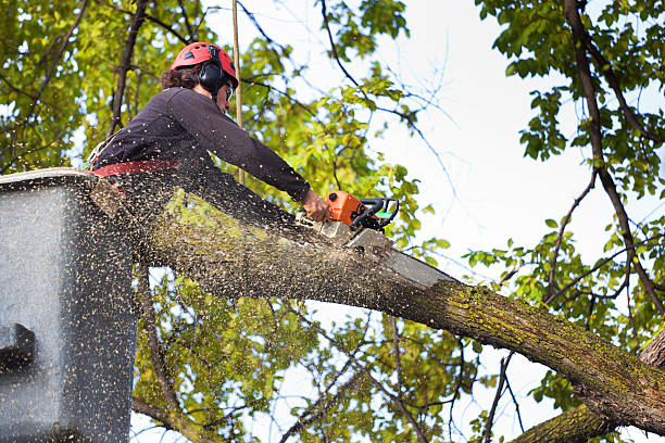 Best Stump Grinding and Removal  in Bennington, NE